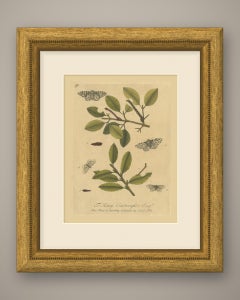 Mottled Moths and Twig Caterpillars, Albin Antique Hand-Colored Plate 92, 1720