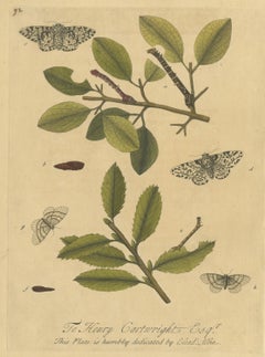 Mottled Moths and Twig Caterpillars, Albin Antique Hand-Colored Plate 92, 1720