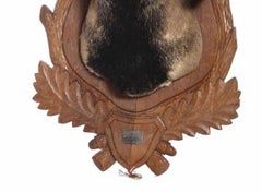 MOUFLON 20th Century HUNTING TROPHY