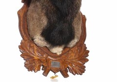 MOUFLON 20th Century HUNTING TROPHY