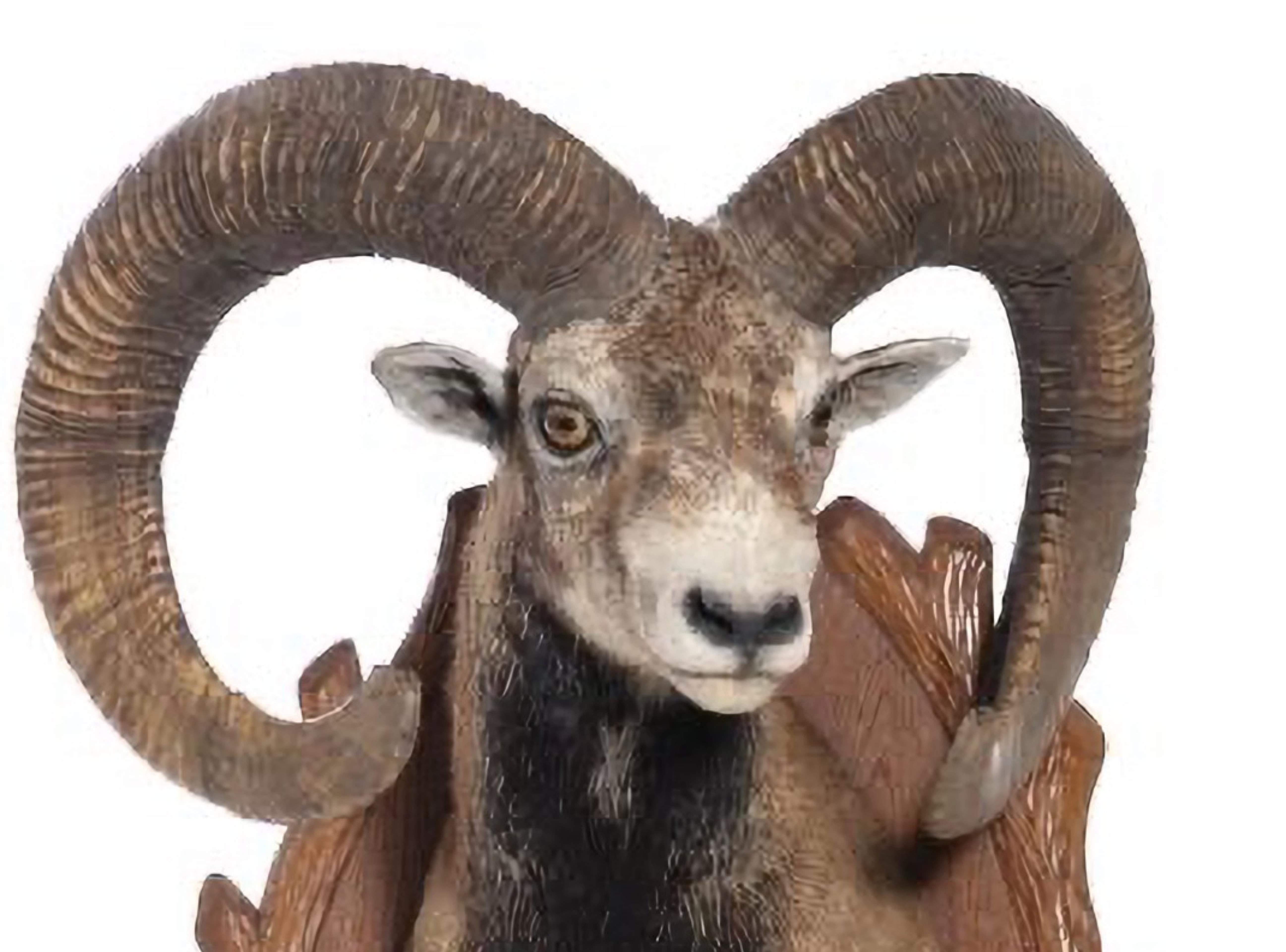 Modern MOUFLON 20th Century HUNTING TROPHY For Sale