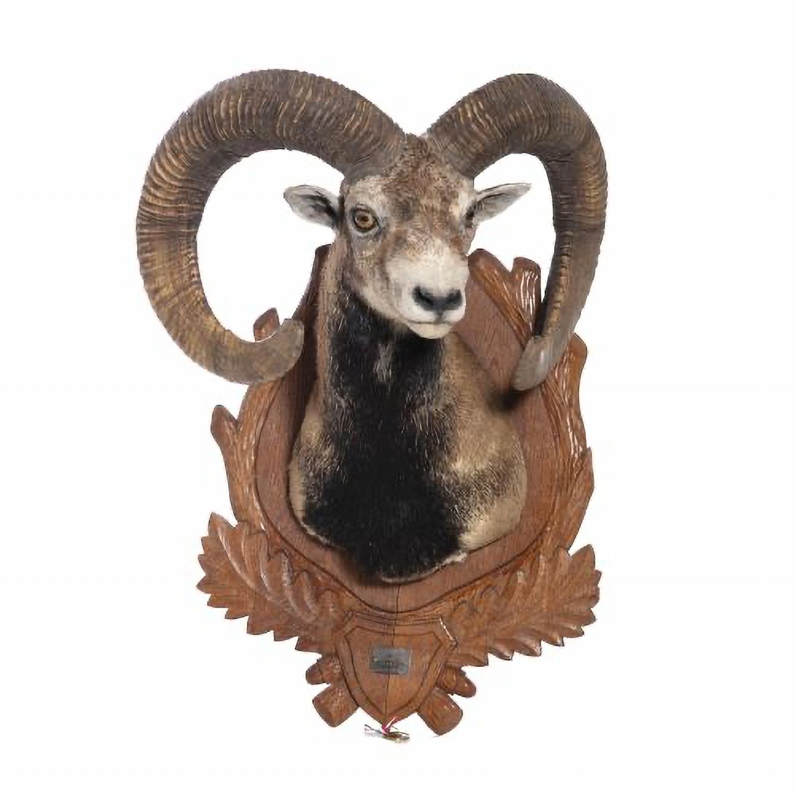 South African MOUFLON 20th Century HUNTING TROPHY For Sale