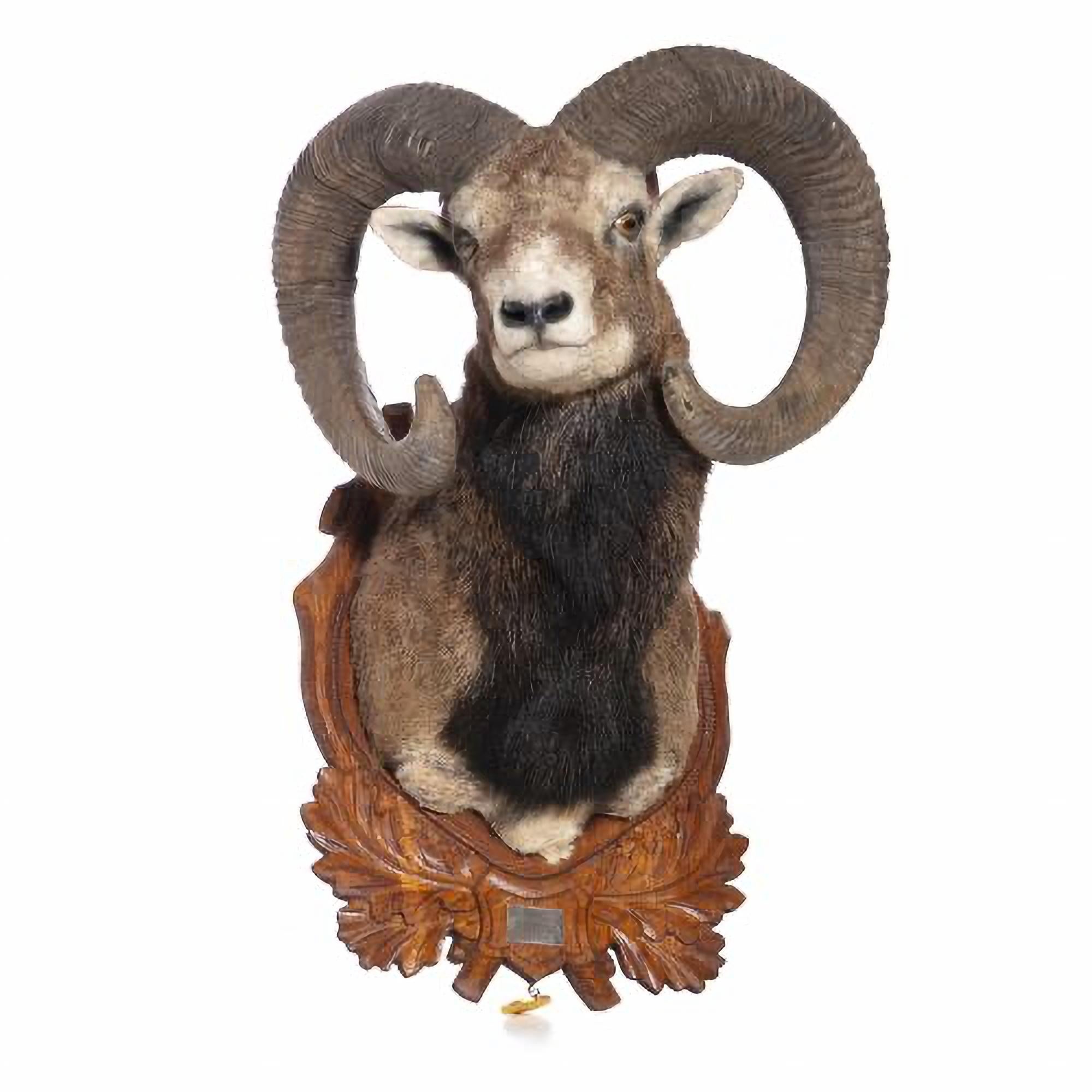 South African MOUFLON 20th Century HUNTING TROPHY For Sale