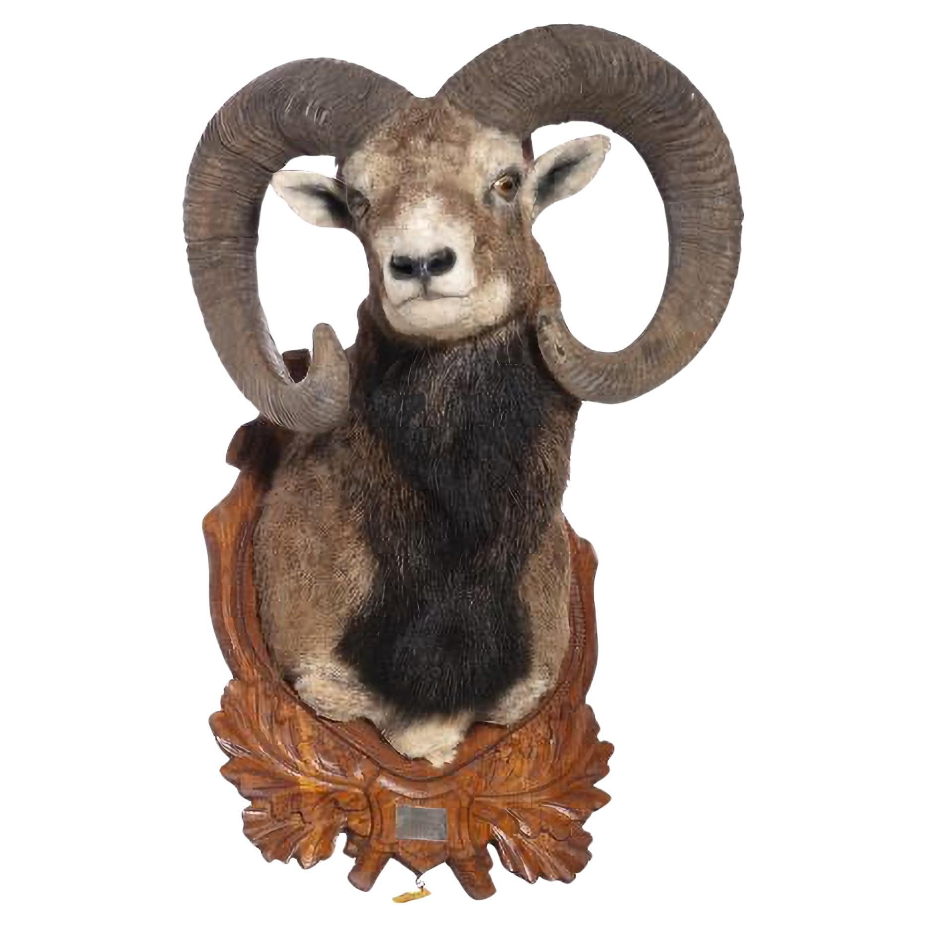 MOUFLON 20th Century HUNTING TROPHY For Sale