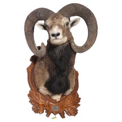 Used MOUFLON 20th Century HUNTING TROPHY