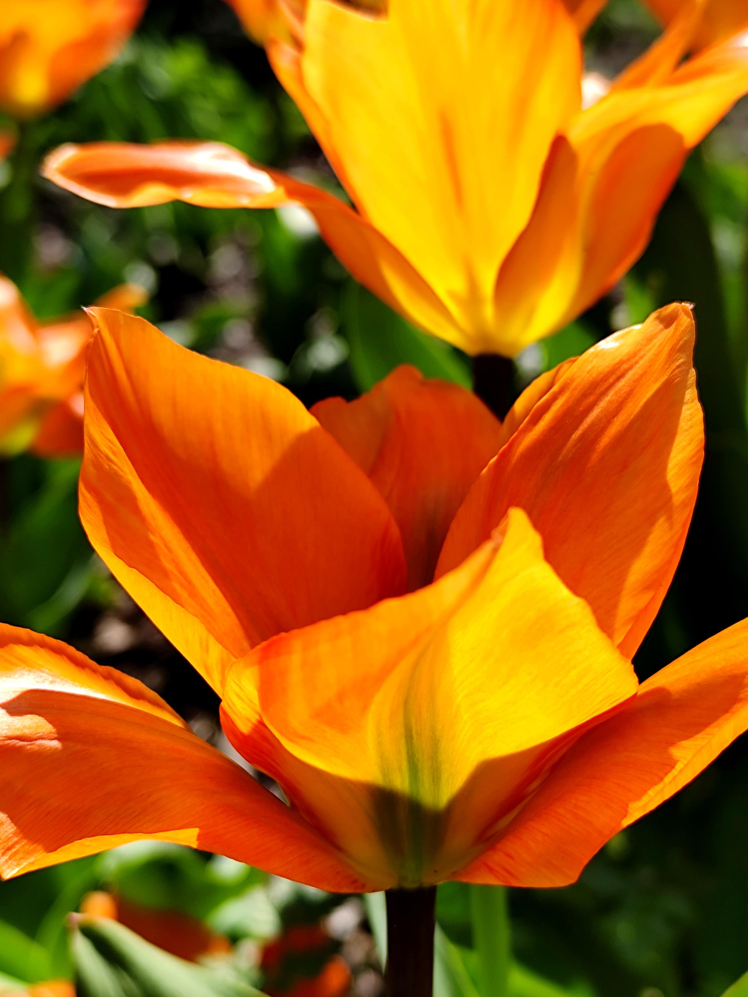 Zeitgenössische Kunstfotografie floral Premium mattes Papier "Orange Tulpe"