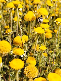 Modernes Natur Blumenfoto auf mattem Premiumpapier "Gänseblümchen und eine Schnecke"