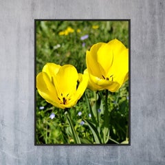 Modern Fine art photography floral premium matte paper "Golden spring bloom"