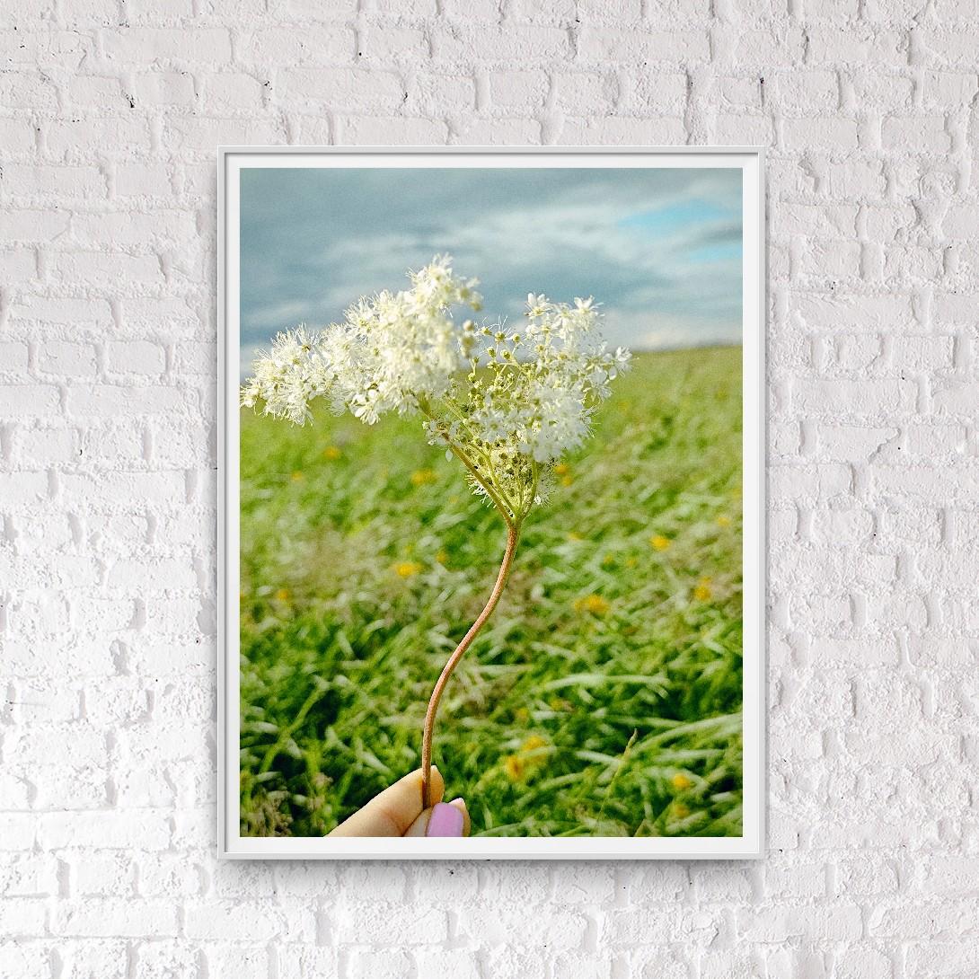 Moderne Kunstfotografie Natur Blumenwiese auf Premiumpapier 