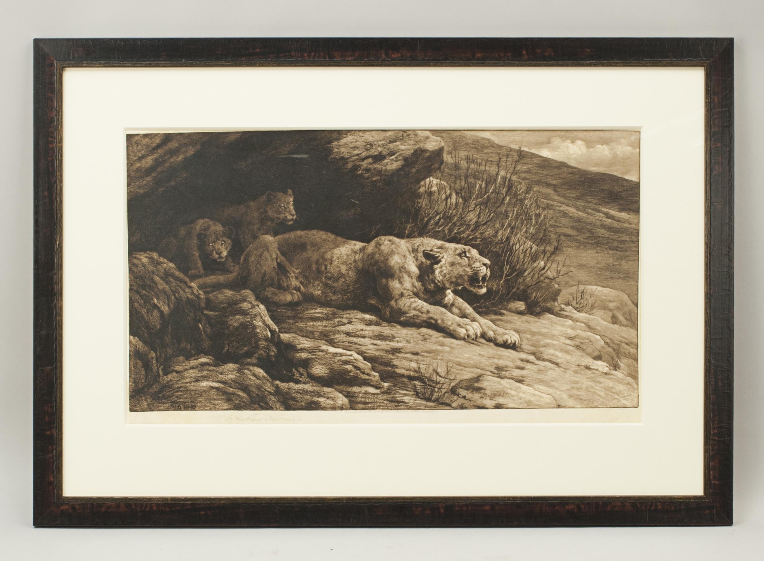 Herbert Dicksee's mountain lion with cubs.
A striking image of a mother mounting lion protecting her two cubs. The etching is signed in pencil by the artist, Herbert Dicksee. The extra information printed around the image states 'Published at 8