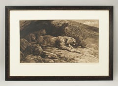 Mountain Lion and Cubs by Herbert Dicksee, Antique Etching