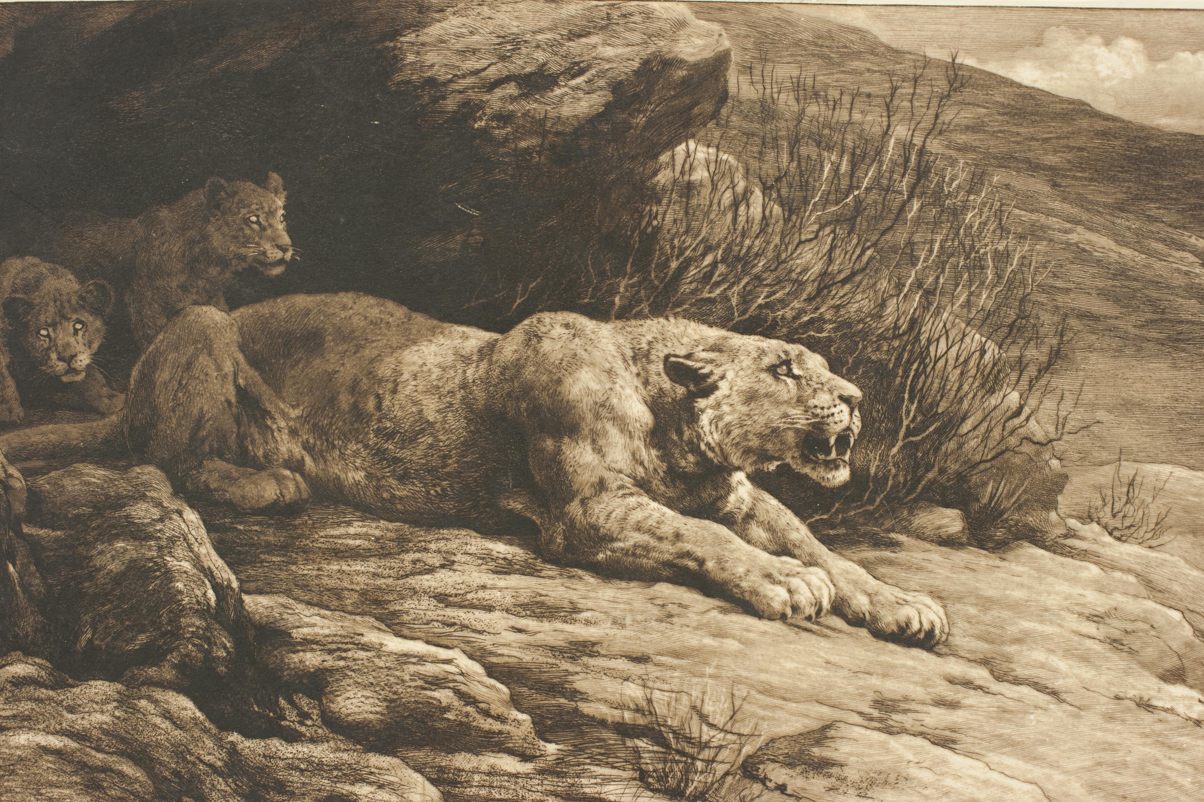 Sporting Art Mountain Lion and Cubs by Herbert Dicksee, Antique Etching