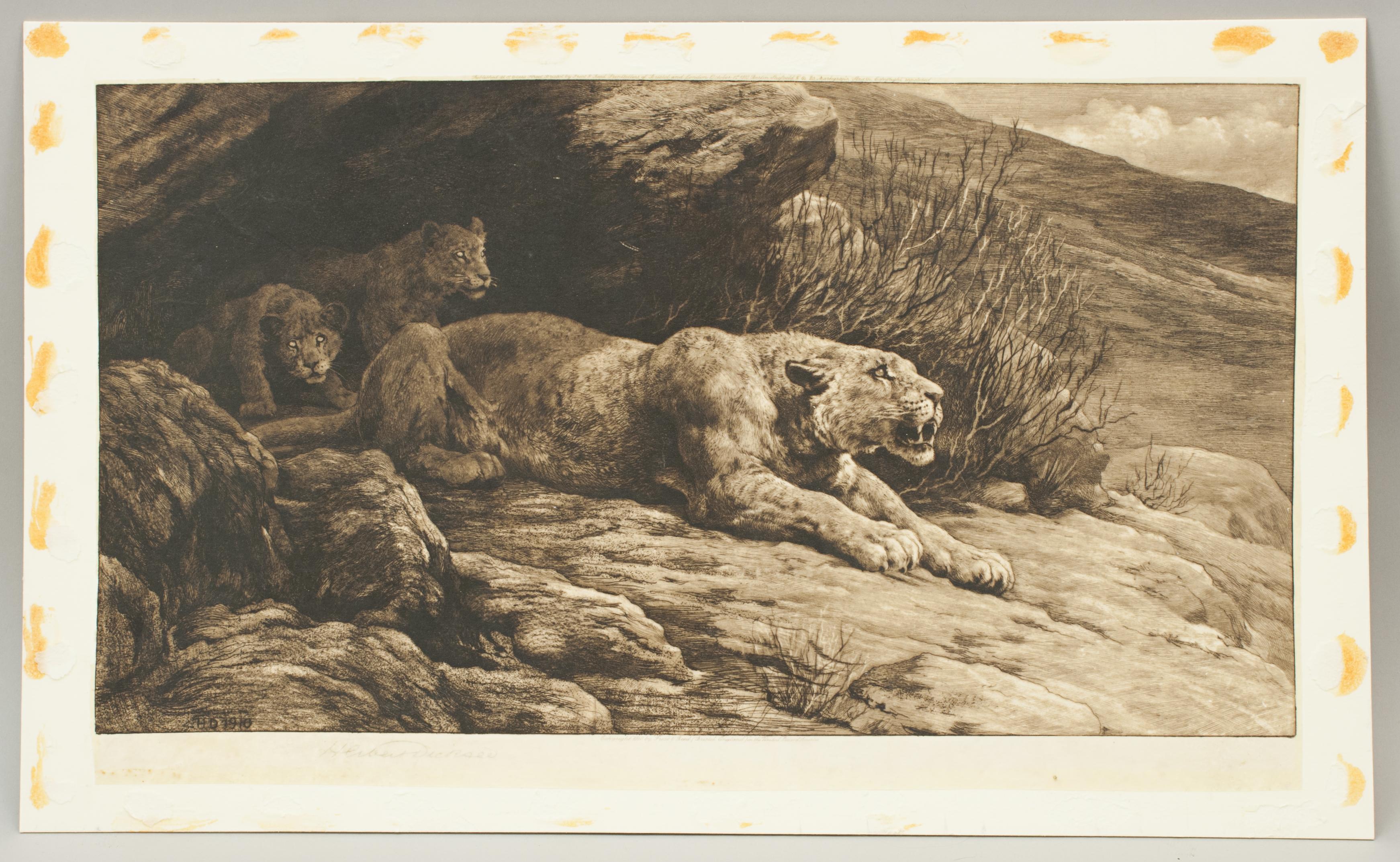 Paper Mountain Lion and Cubs by Herbert Dicksee, Antique Etching