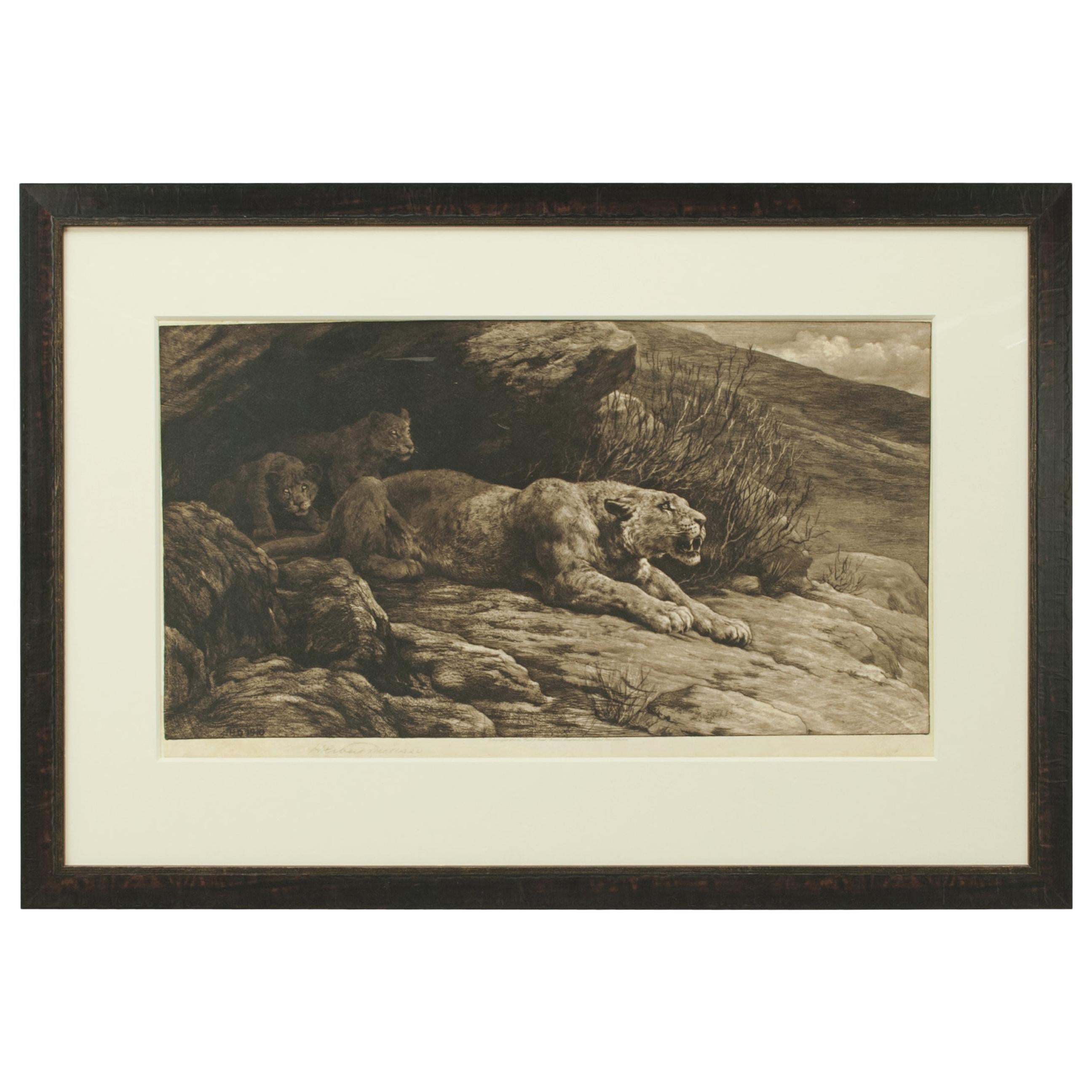 Mountain Lion and Cubs by Herbert Dicksee, Antique Etching