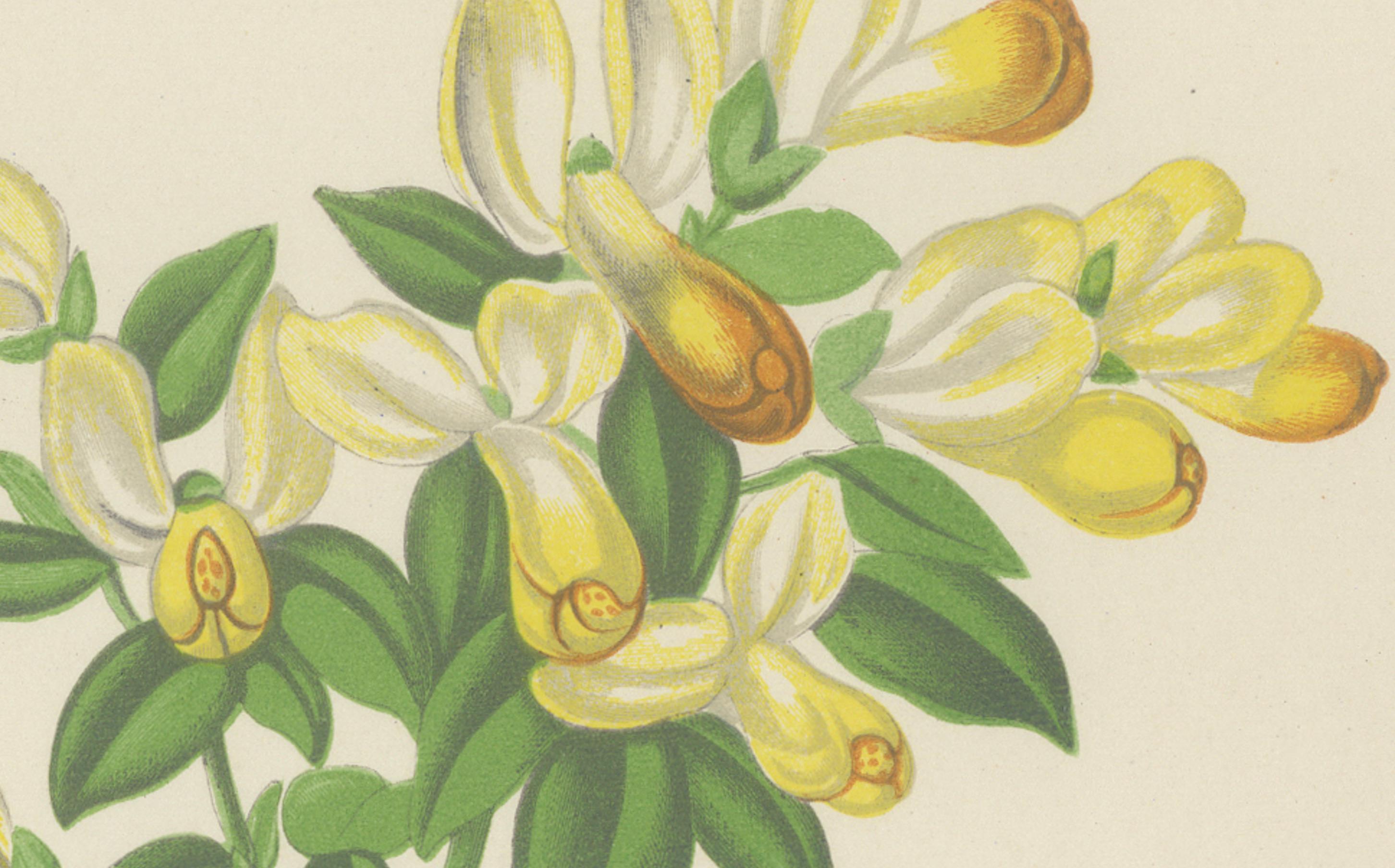 Bergmilchkraut und Pyrenäen-Germander handkolorierter botanischer Druck 1874

Dieser wunderschöne handkolorierte botanische Druck aus dem Jahr 1874 zeigt zwei charakteristische alpine Arten, Polygala chamaebuxus und Teucrium pyrenaicum. Dieses Werk,
