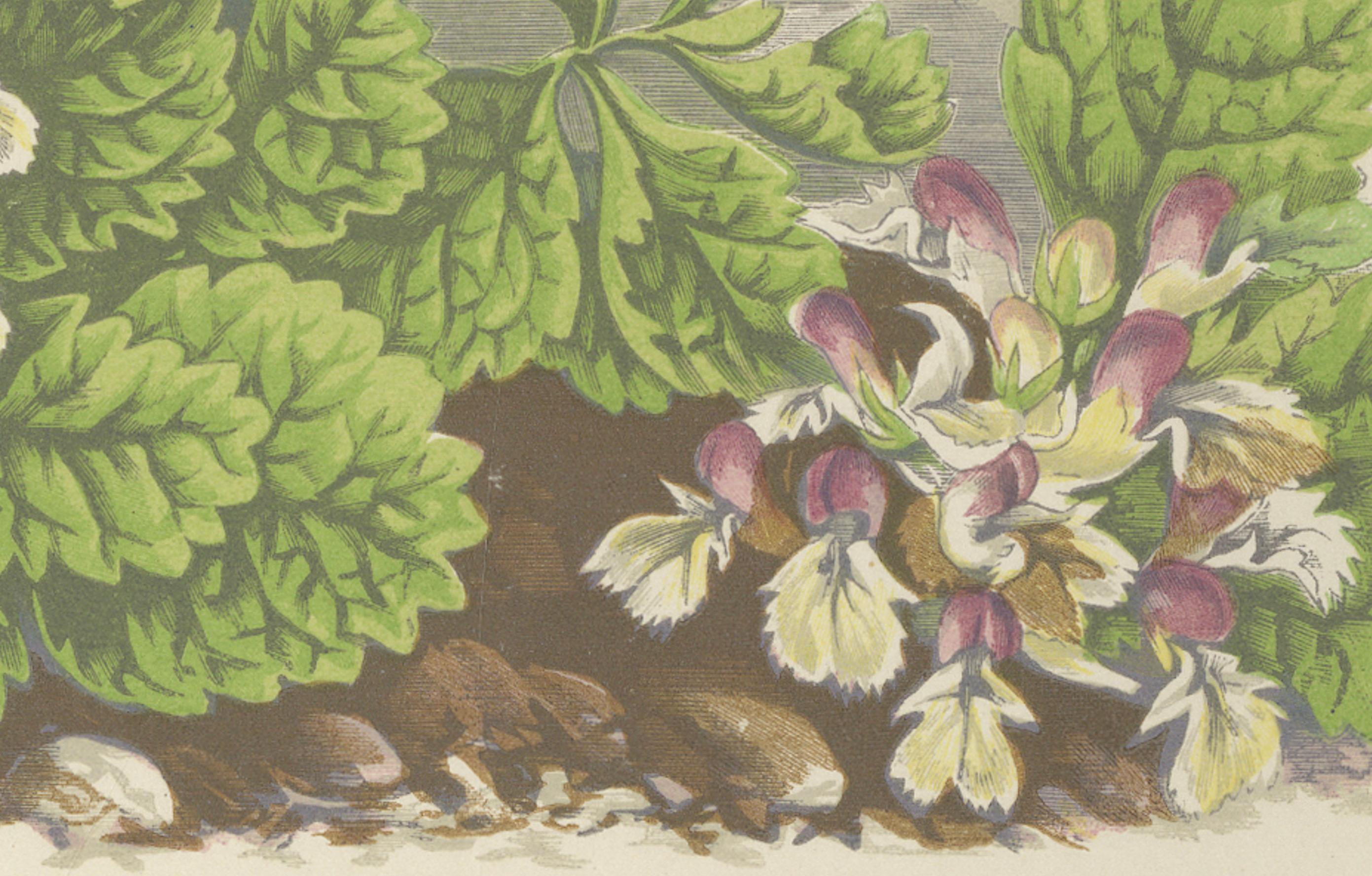 Milkwort und Pyrenean Germander, handkolorierter Druck, Bergkristall, 1874 im Zustand „Gut“ im Angebot in Langweer, NL