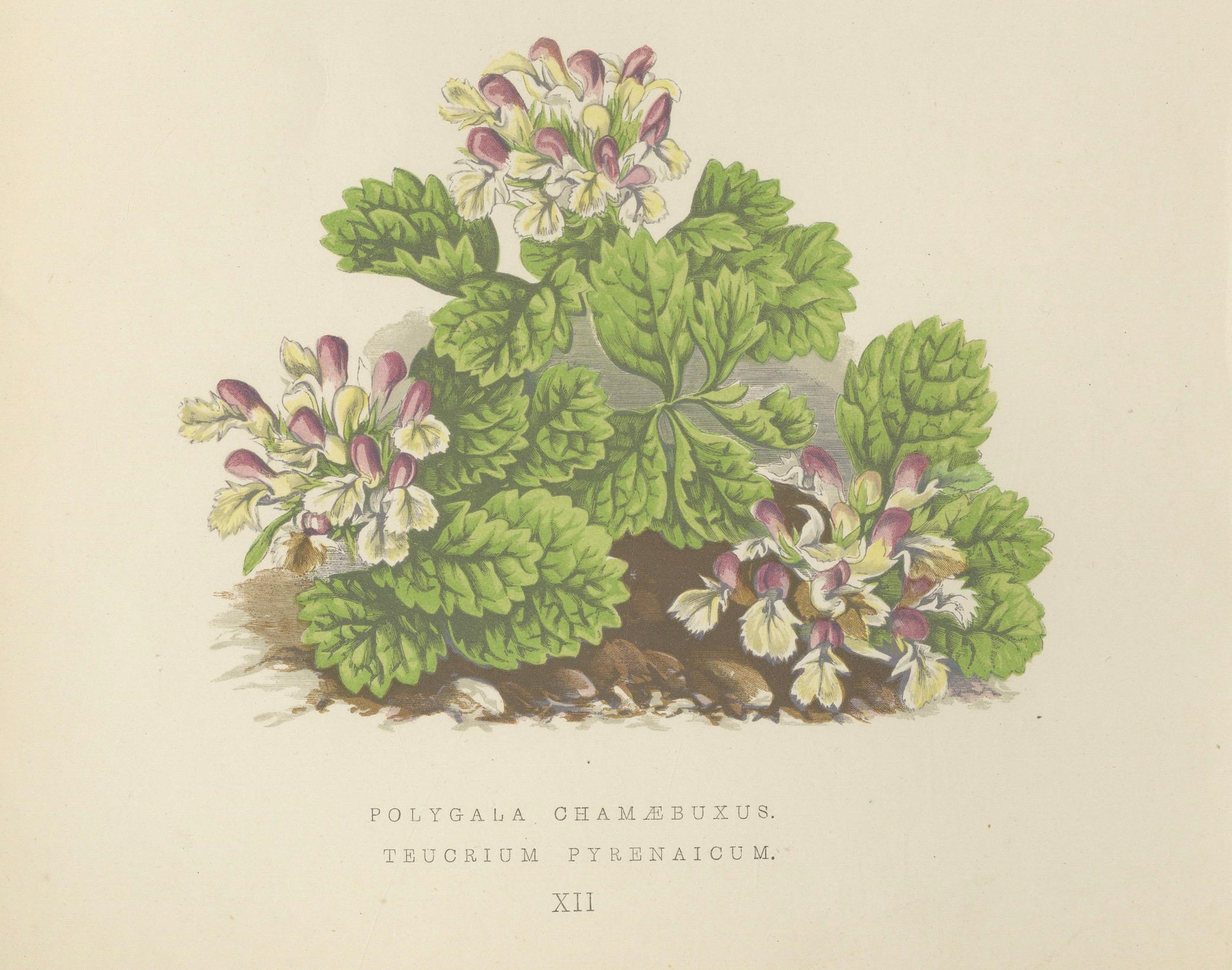 Milkwort und Pyrenean Germander, handkolorierter Druck, Bergkristall, 1874 (Spätes 19. Jahrhundert) im Angebot