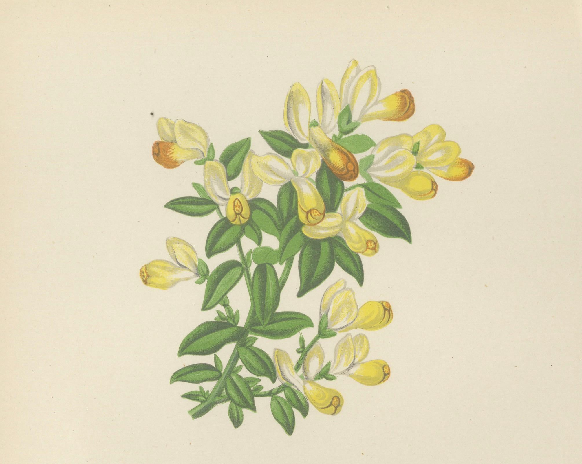 Milkwort und Pyrenean Germander, handkolorierter Druck, Bergkristall, 1874 (Papier) im Angebot