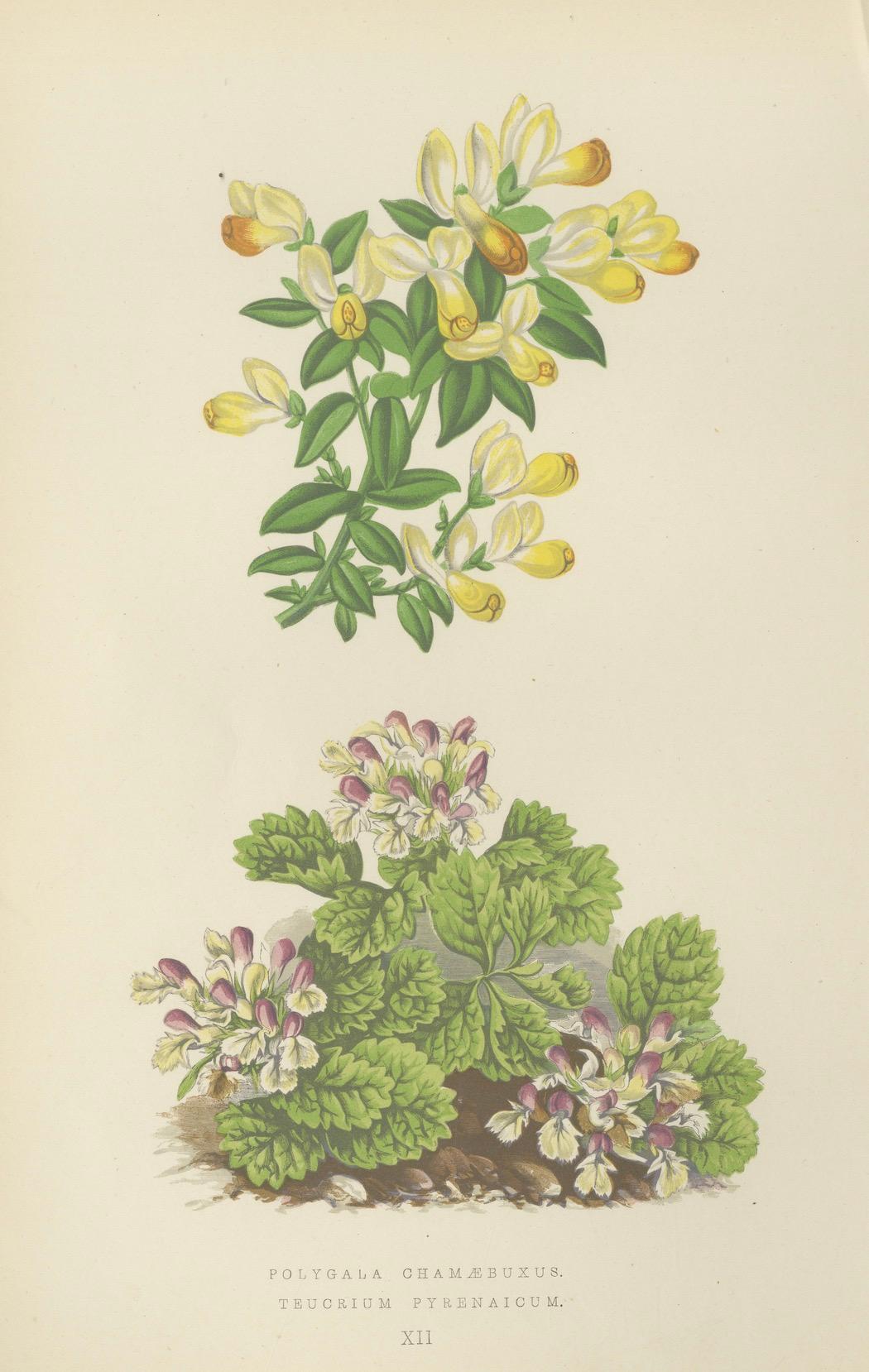 Milkwort und Pyrenean Germander, handkolorierter Druck, Bergkristall, 1874 im Angebot 1