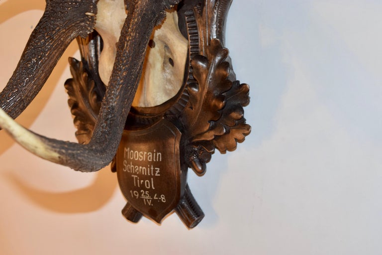 Mounted 11 Point Red Stag Trophy at 1stDibs