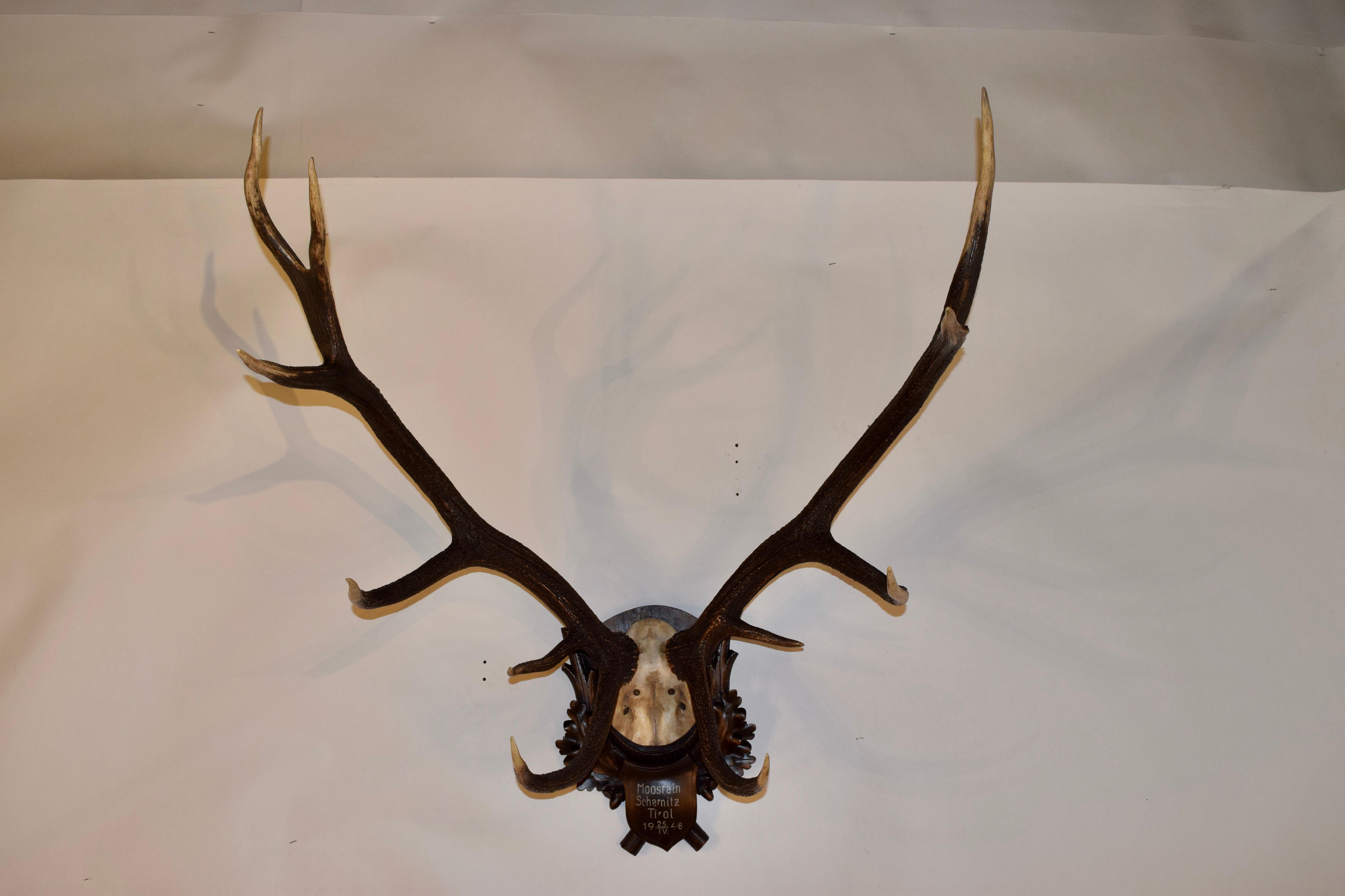 Mounted 11 Point Red Stag Trophy In Good Condition In High Point, NC