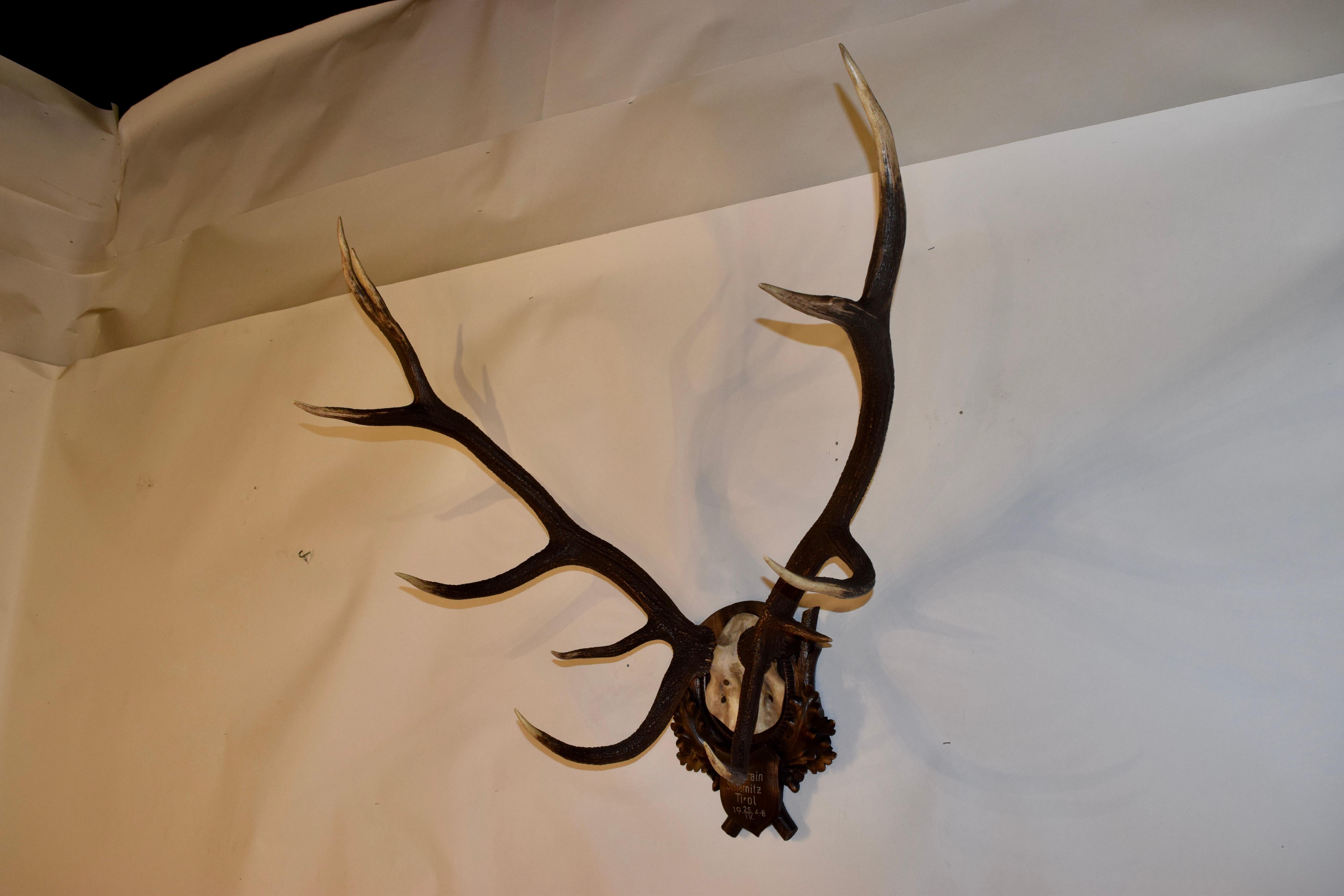 Mid-20th Century Mounted 11 Point Red Stag Trophy