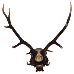 Vintage Mounted 11 Point Red Stag Trophy