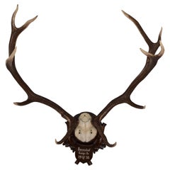 Mounted 11 Point Red Stag Trophy