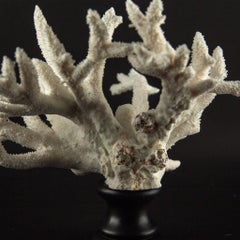 Mounted Acropora cervicornis (Staghorn Coral) Specimen