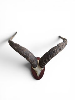 Mounted African Antelope Horn Trophy on Wooden Plaque