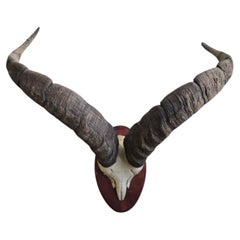 Mounted African Antelope Horn Trophy on Wooden Plaque