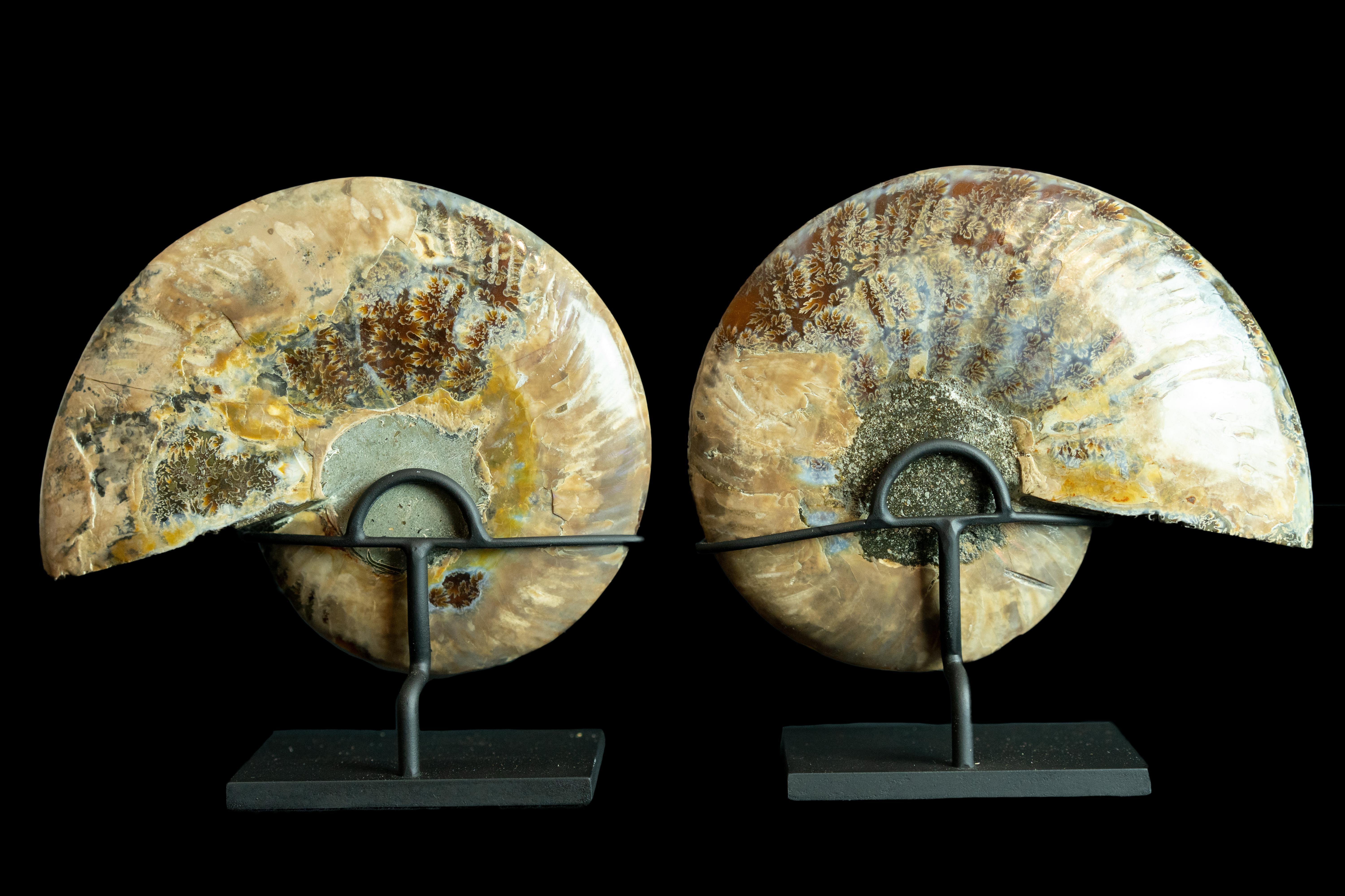 Pair of fossilized ammonite slices mounted on a black metal base. Ammonoids are an extinct group of marine mollusk animals closely related to octopuses, squid, and cuttlefish. The name 