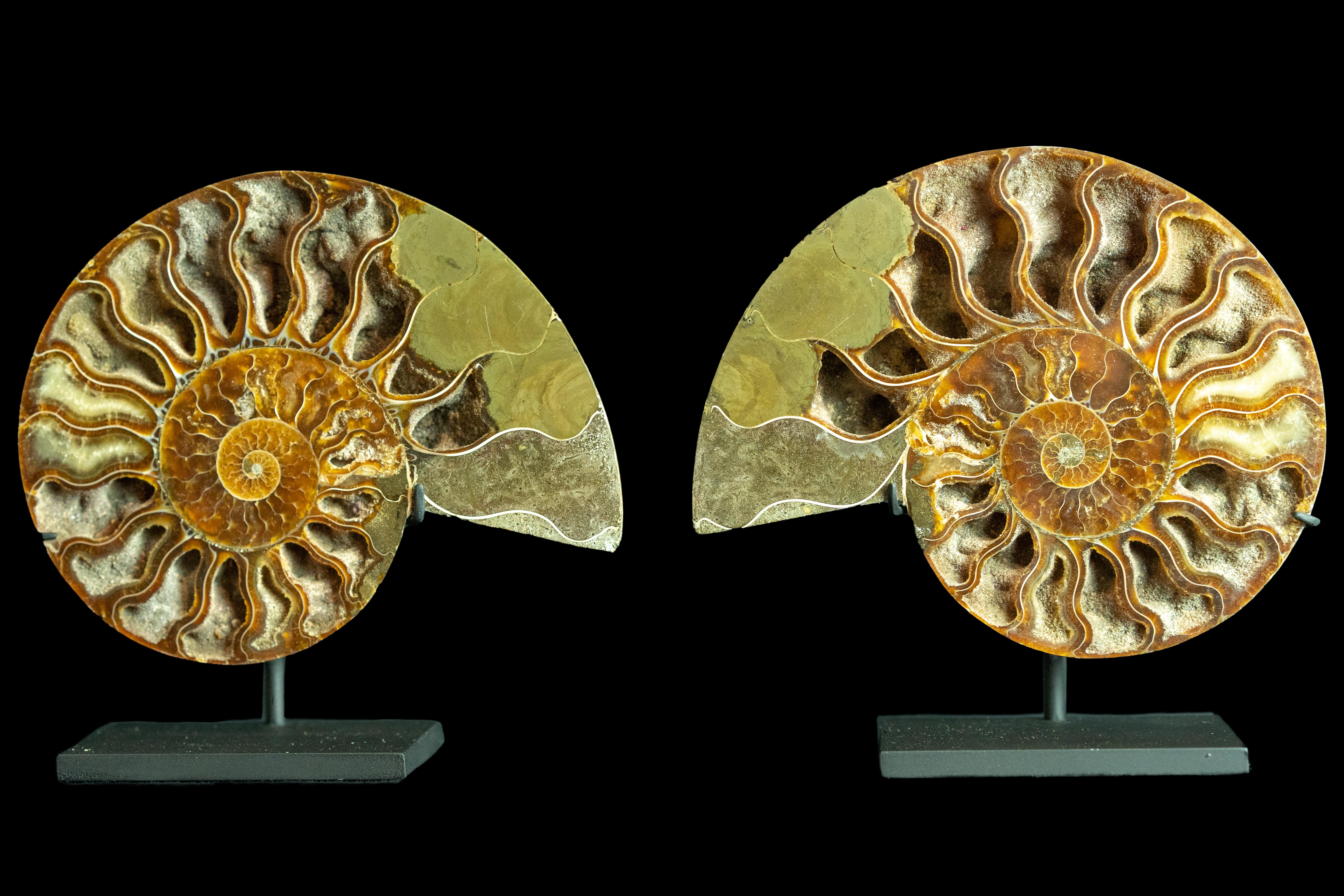 Mounted Ammonite 6