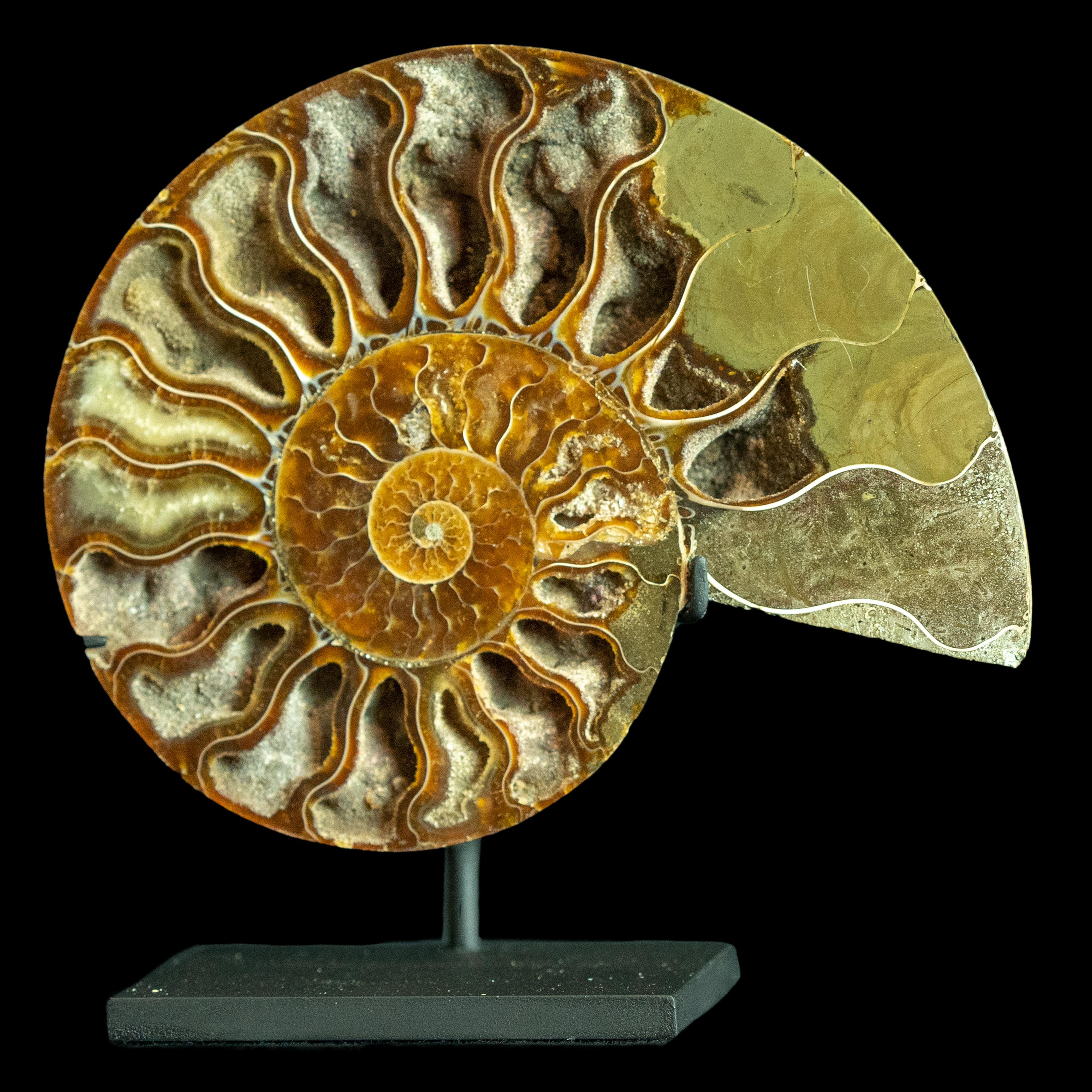 Contemporary Mounted Ammonite 6