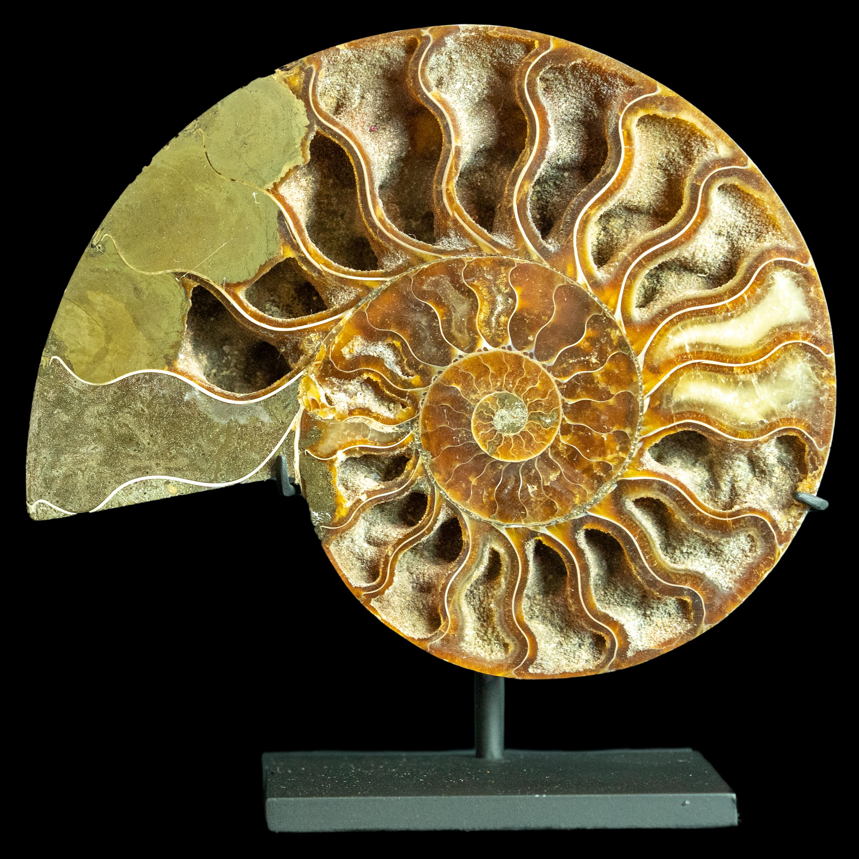 Metal Mounted Ammonite 6