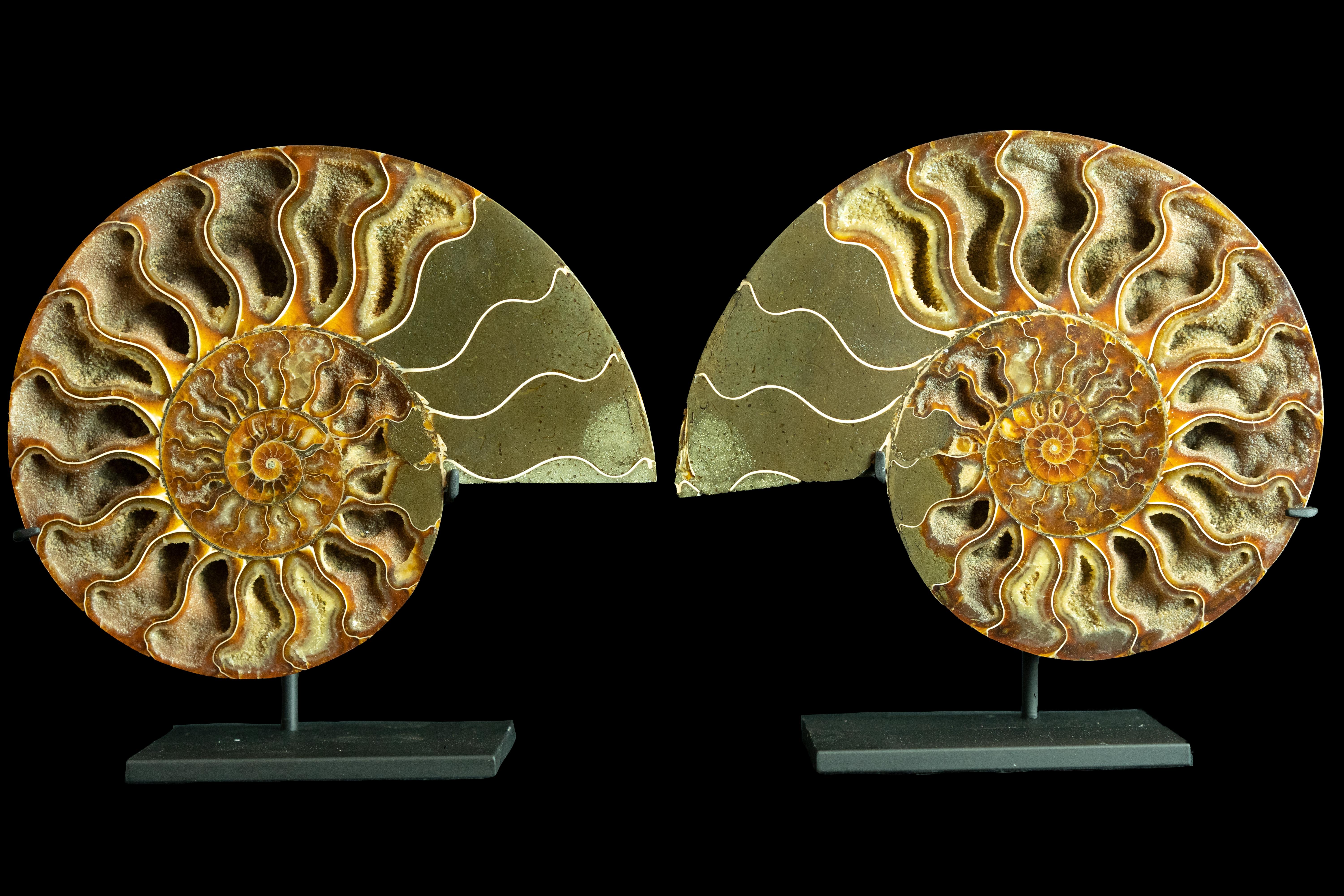 Pair of fossilized ammonite slices mounted on a black metal base. Ammonoids are an extinct group of marine mollusk animals closely related to octopuses, squid, and cuttlefish. The name 