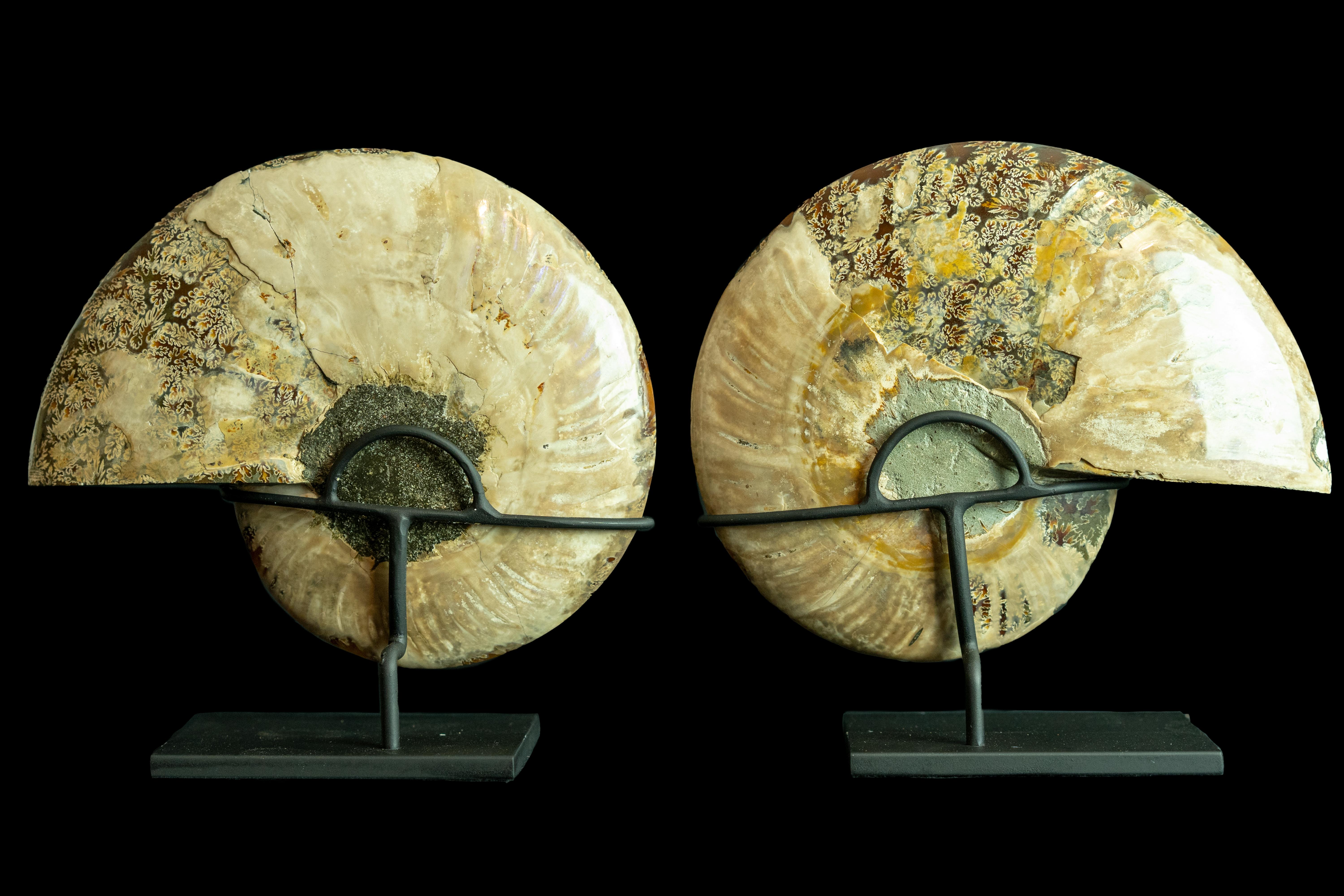 Mounted Ammonite Pair In New Condition In New York, NY