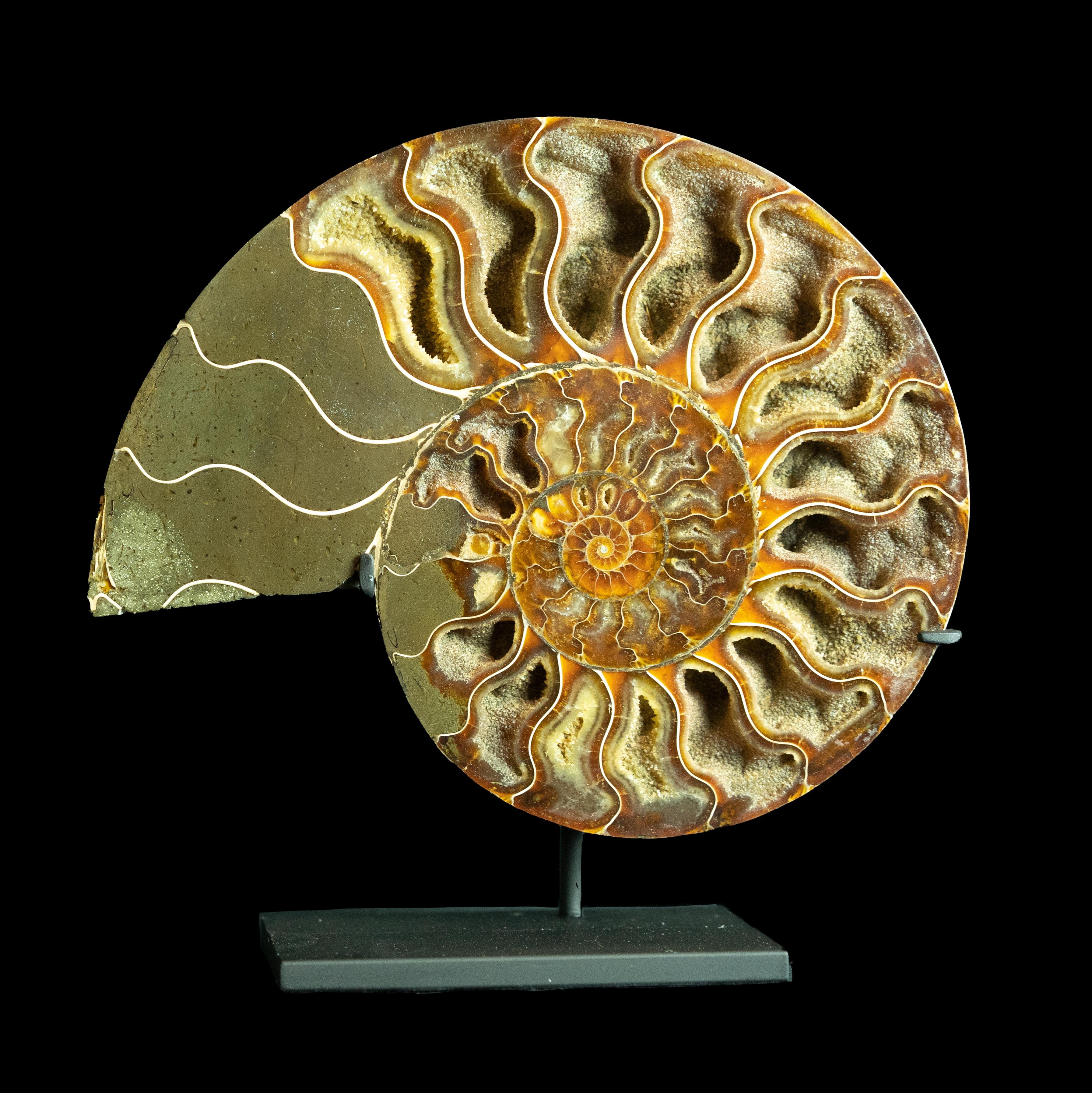 Contemporary Mounted Ammonite Pair