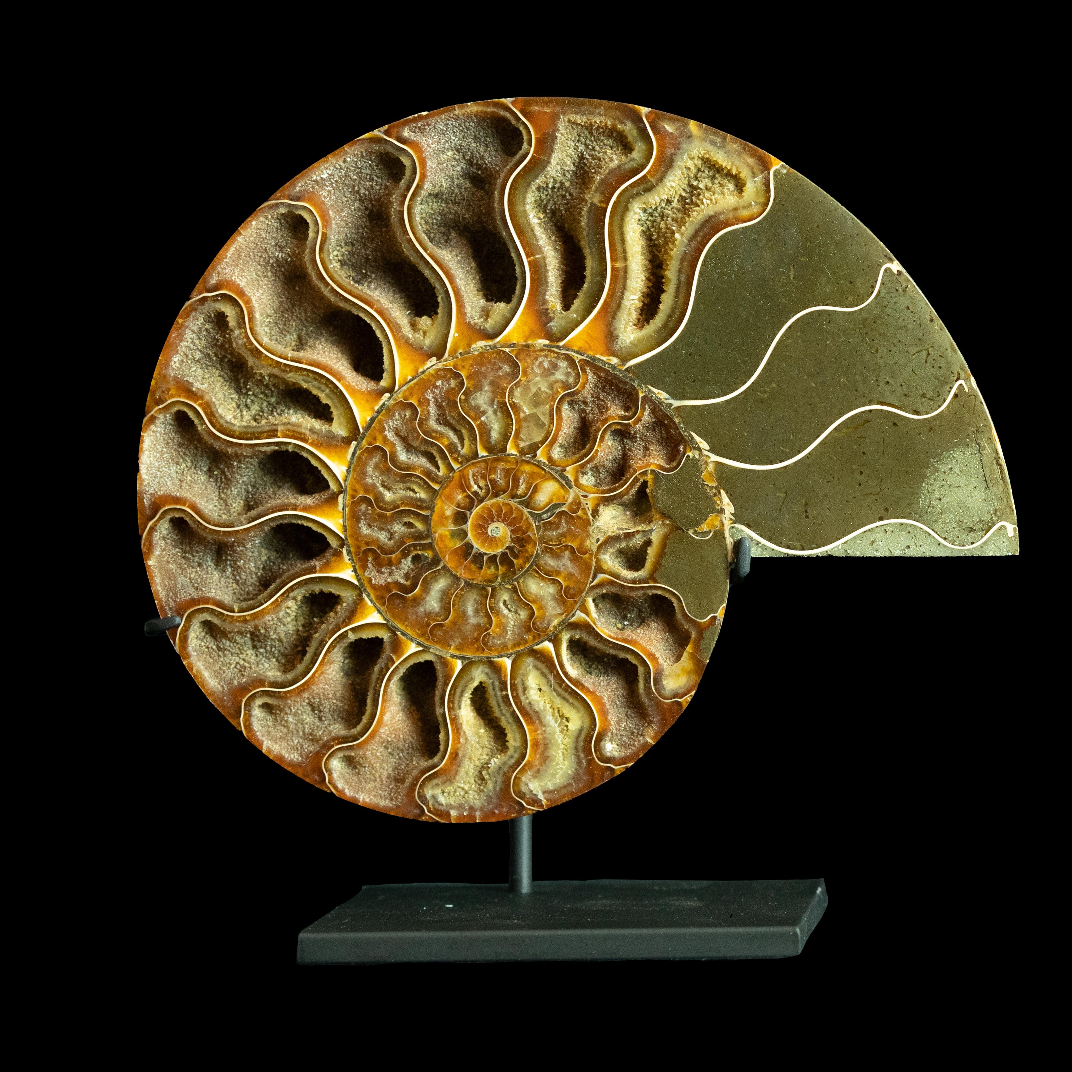 Metal Mounted Ammonite Pair