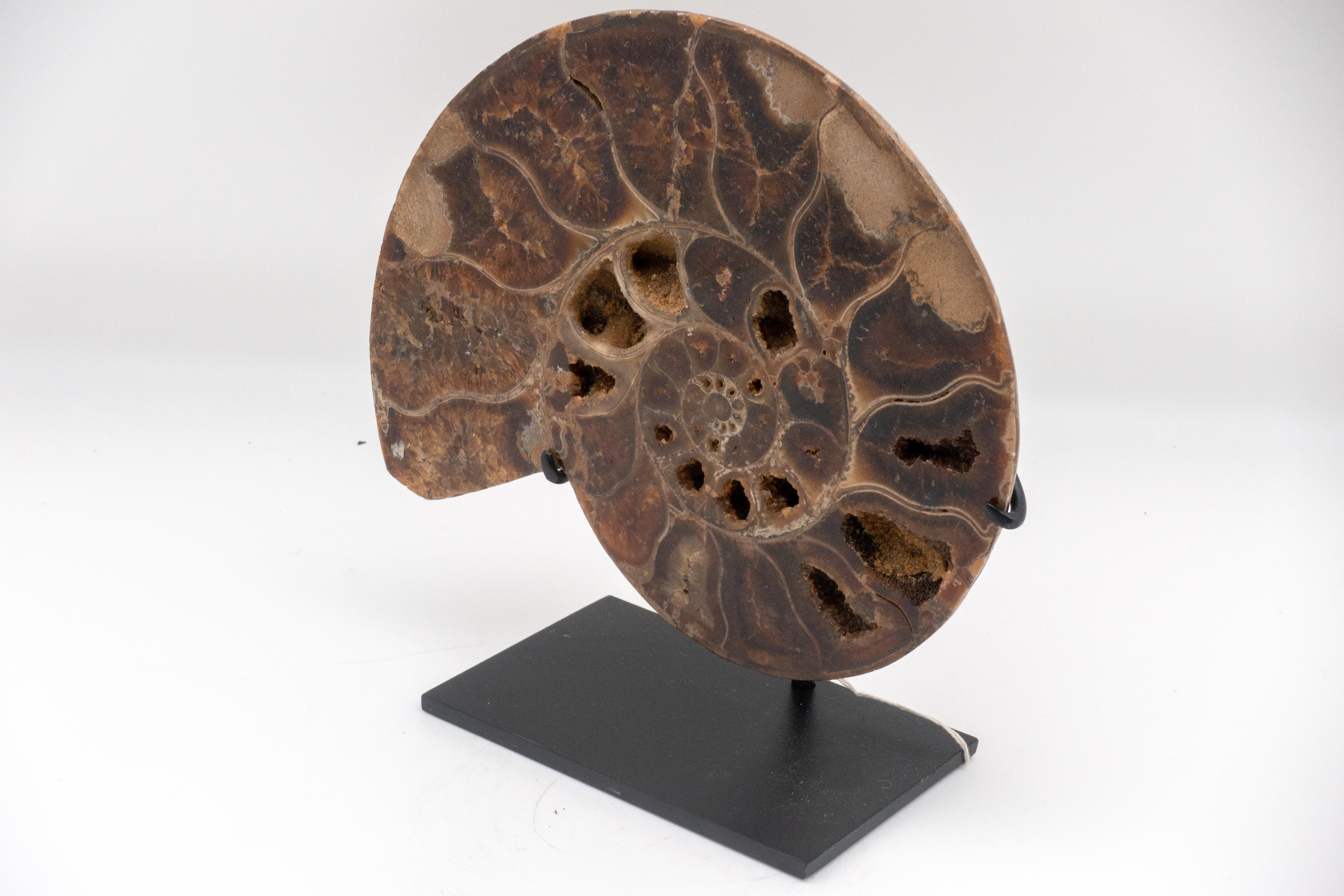 Mounted Ammonite In Excellent Condition In New York, NY
