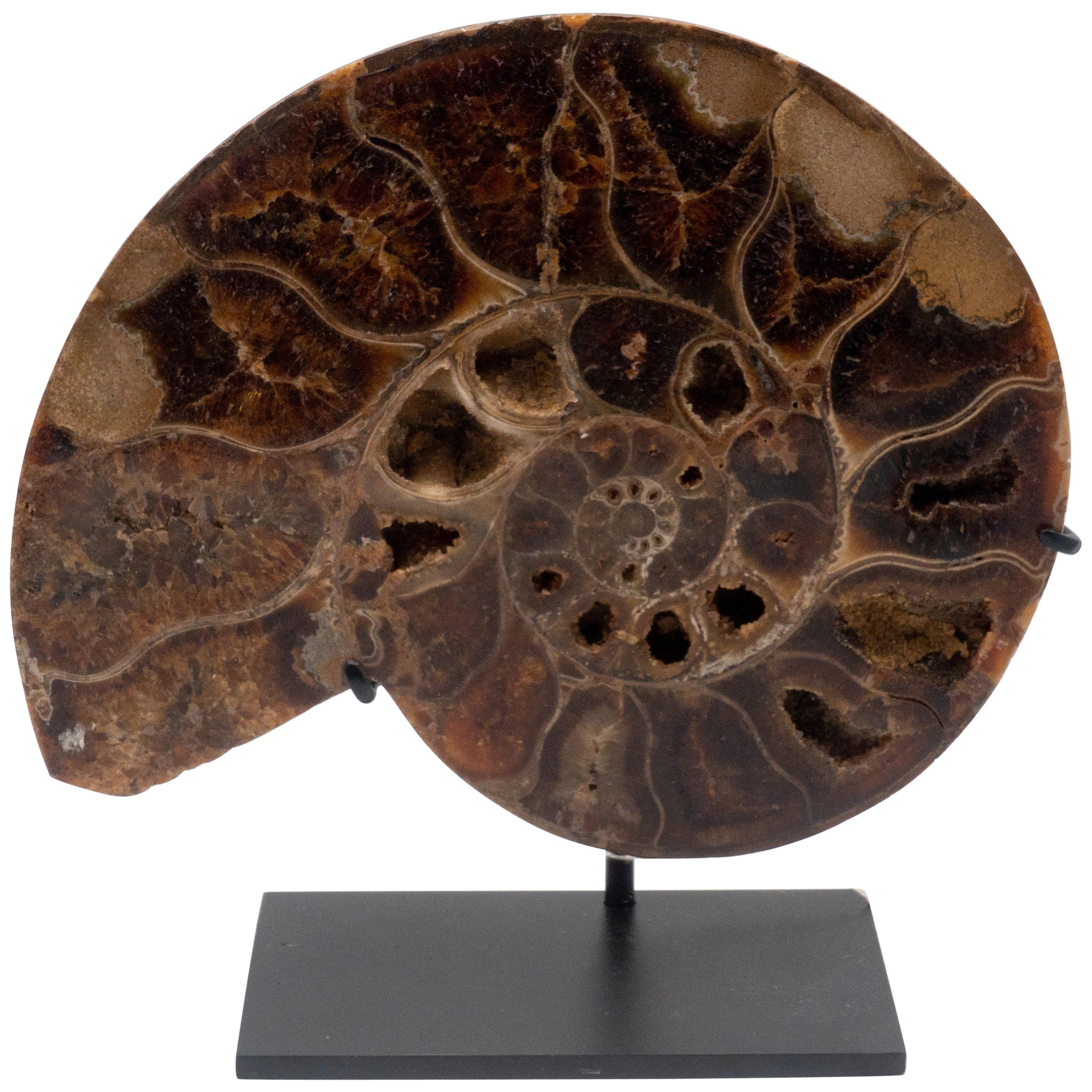 Mounted Ammonite