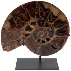 Mounted Ammonite