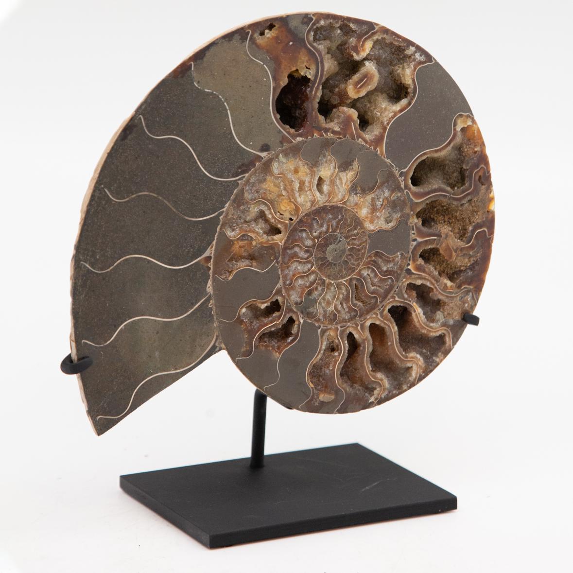 Mounted Ammonite Slice In New Condition In New York, NY