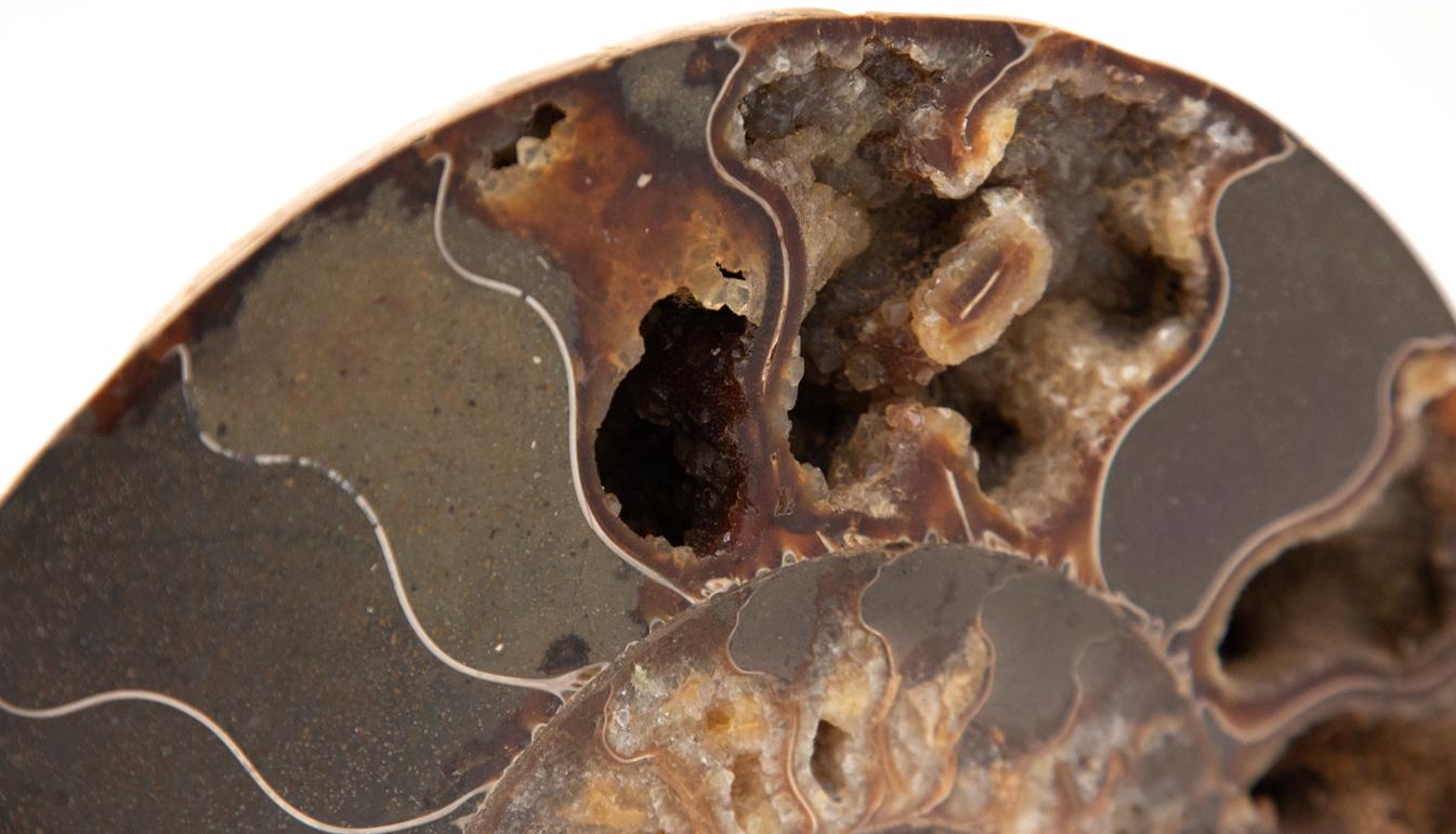 Mounted Ammonite Slice 1