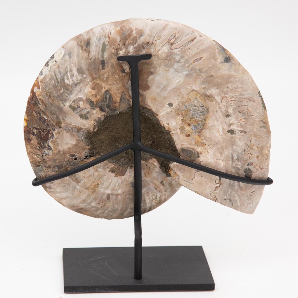 Mounted Ammonite Slice 2