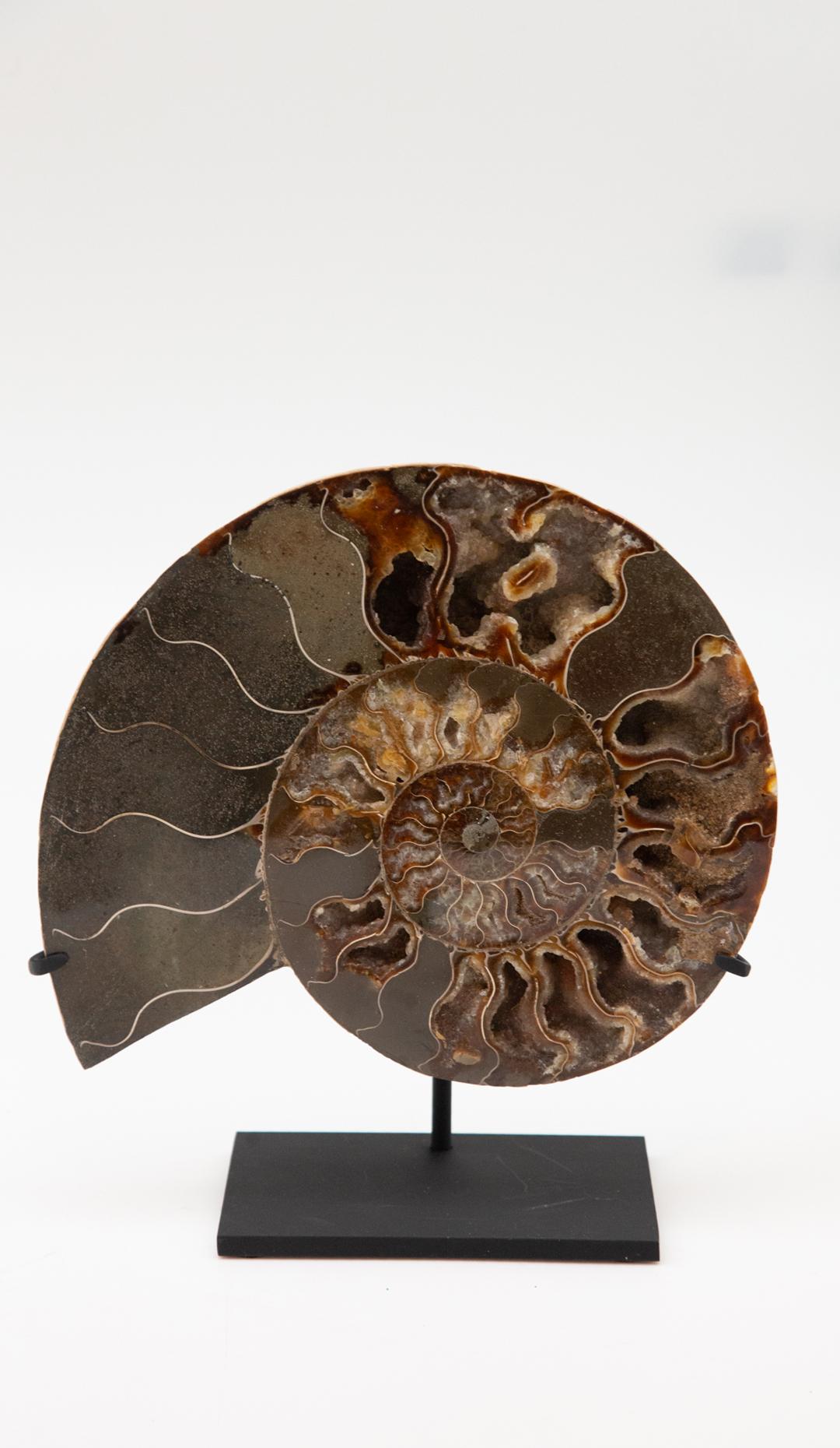 Mounted Ammonite Slice 3