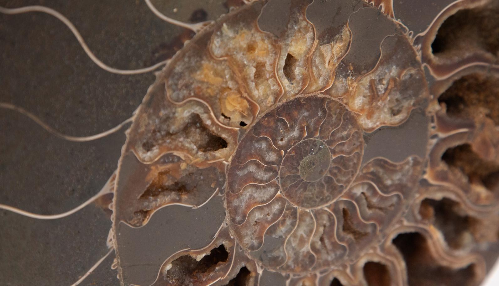 Mounted Ammonite Slice 4