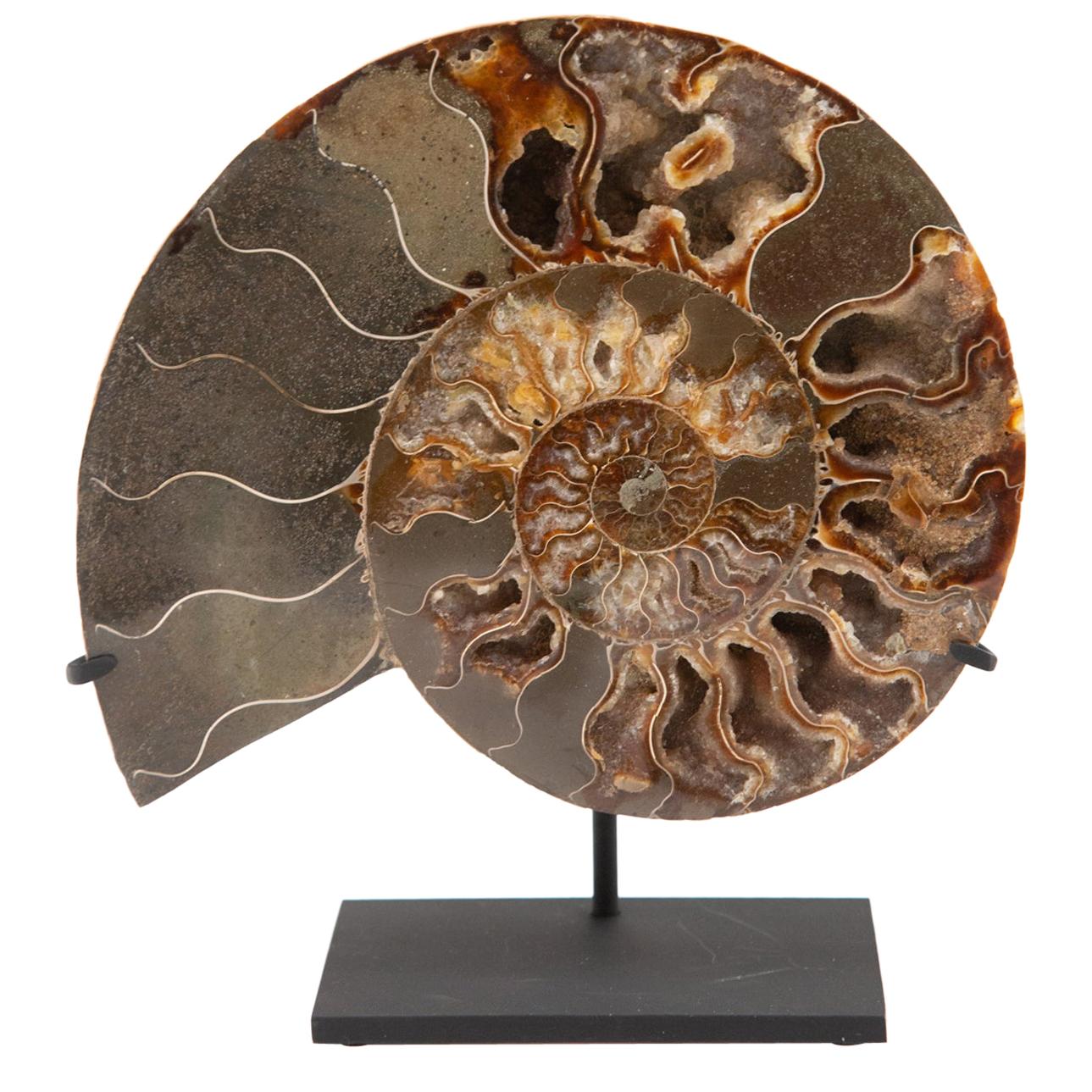 Mounted Ammonite Slice