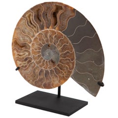 Mounted Ammonite Slice