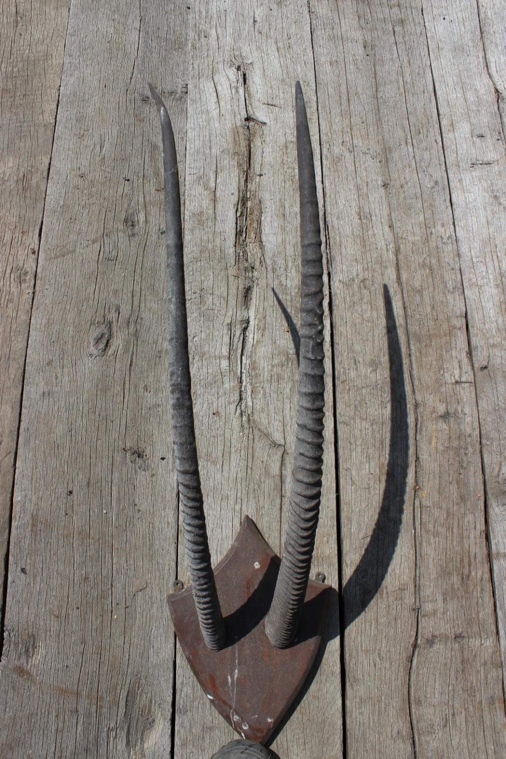 Vintage pair of horns on a wooden backplate, this measures 27cm wide x 37cm high.

Fair condition for its age.